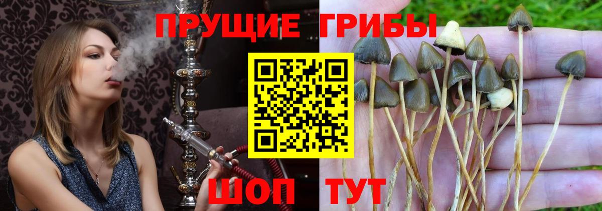 Тара  Галлюциногенные грибы ЛСД  Вход с VPN 